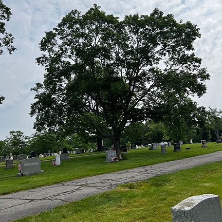 Trees in the cemetery